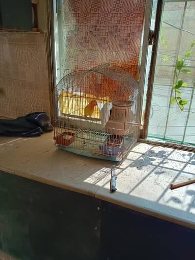 Albino red male lutino pasnata female and one chick