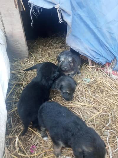 German Shepherd 30day