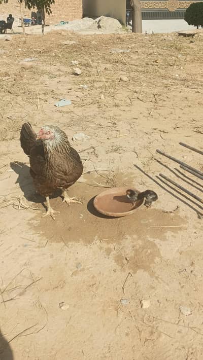 Pure Desi hen for sale with chicks