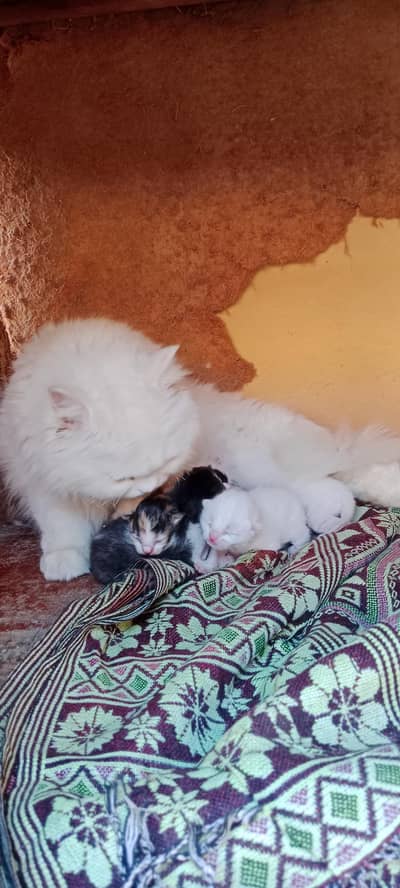 Cats children available for sale.