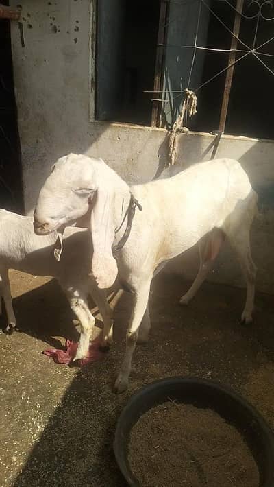 Rajan Puri aur bacha