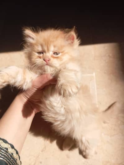 cash on deliver  contact 031. . . . 90