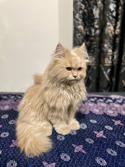 Persian Cat in Ginger Colour
