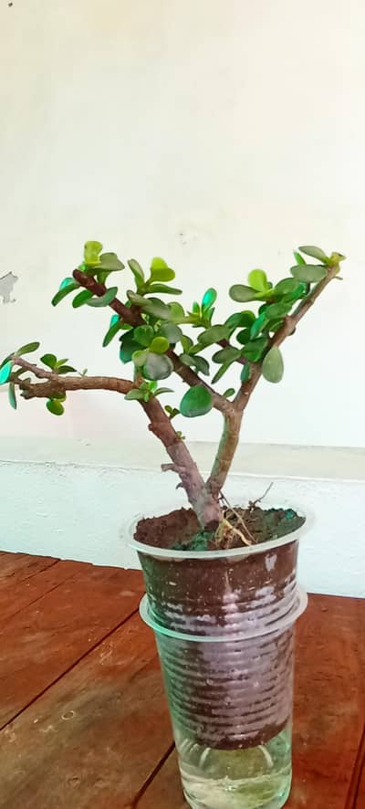 Live Jade Plant | for Home and Office | Free Delivery within Lahore