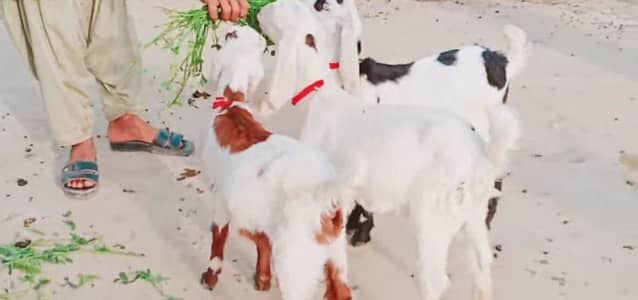 3 Bacchon Ka Sath Desi Bakri For Sale/ 03221442364