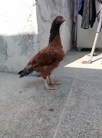 Aseel Egg Layging Murgii