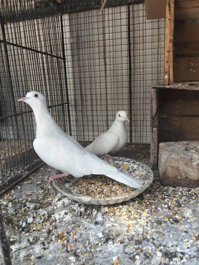 White Dove . سفید خومرے