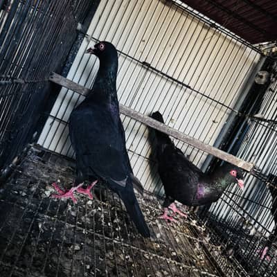 Danish breeder pairs