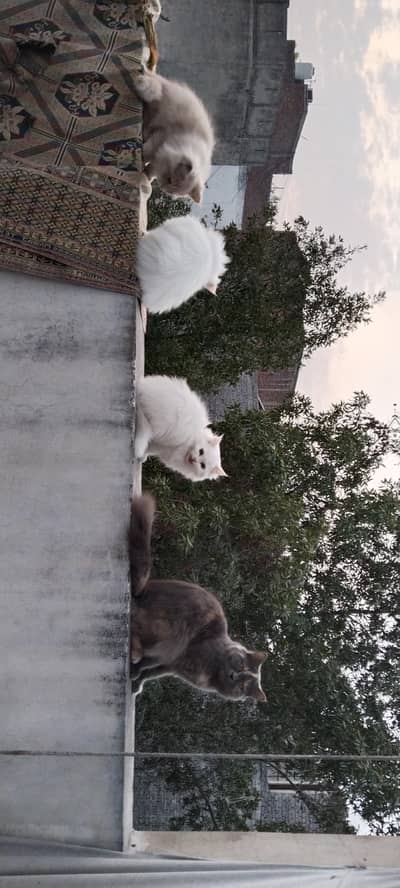 Persian cats for sale