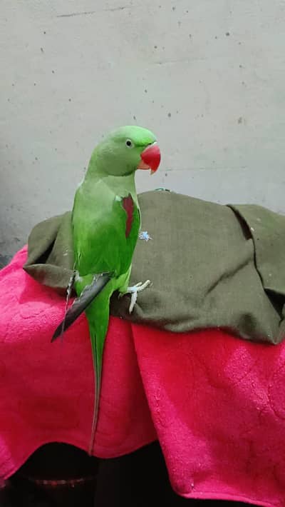 Raw Female ready for breed