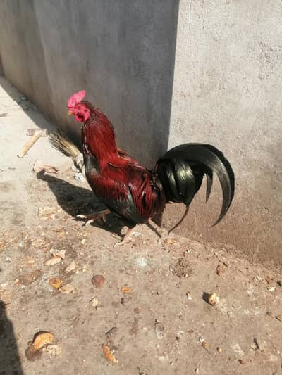 aseel pari only interested person dm