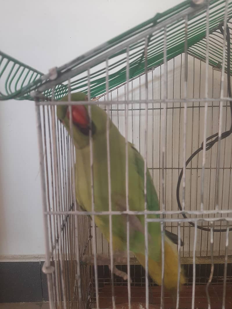 Raw parrot 0