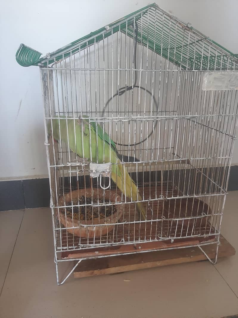 Raw parrot 1