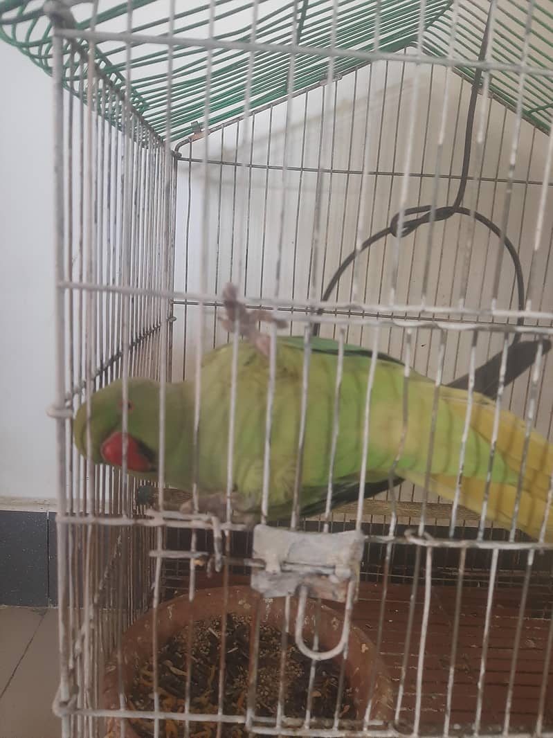 Raw parrot 2