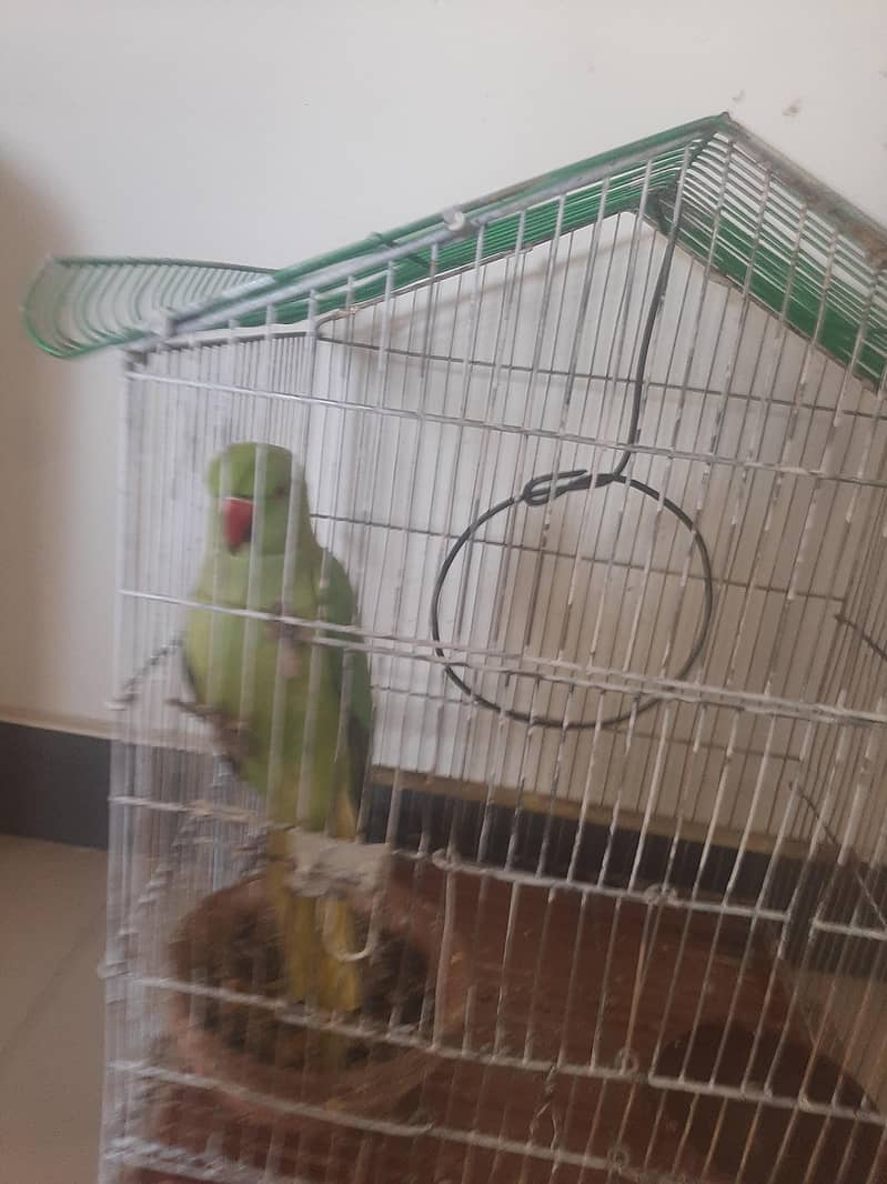 Raw parrot 3