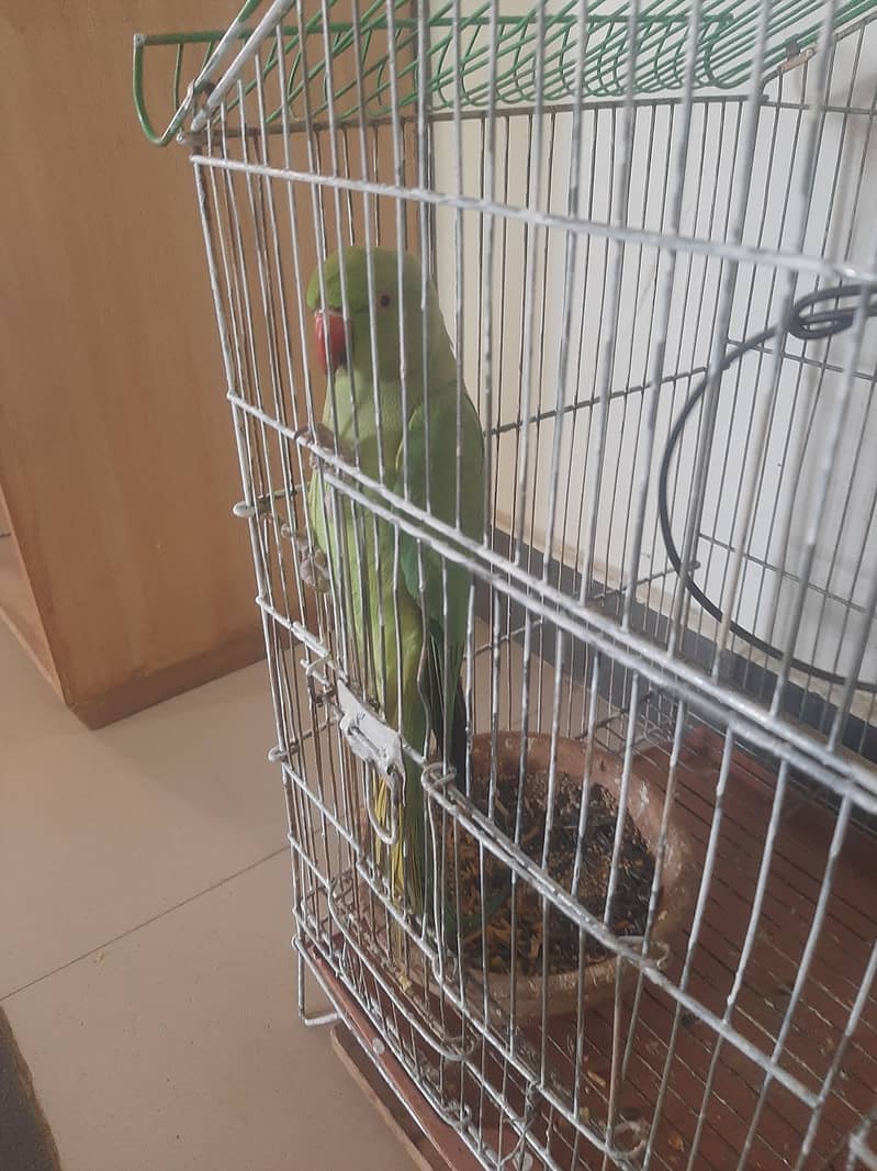 Raw parrot 4