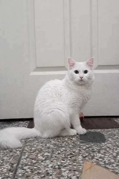 Persian Female Cat for Sale