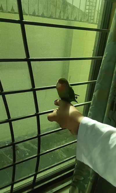 hand tamed peach-face love bird urgent sale