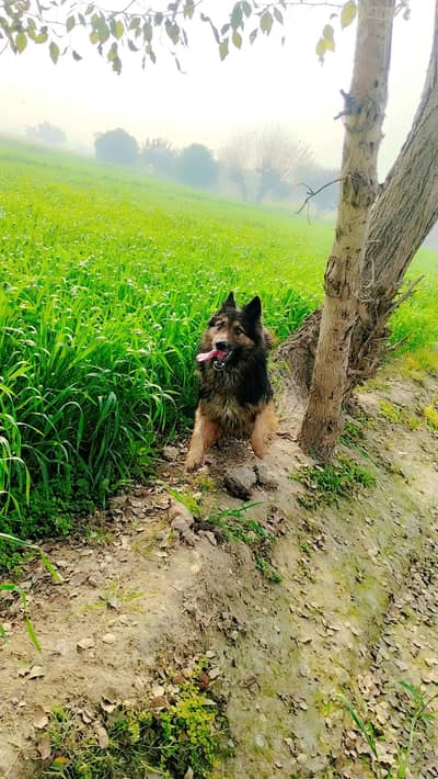 German shepherd 3 cod long hair