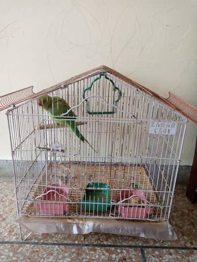 01 Green Parrot named mithoo for urgent sale