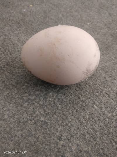 Peacock  egg for sale