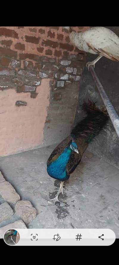 peacock