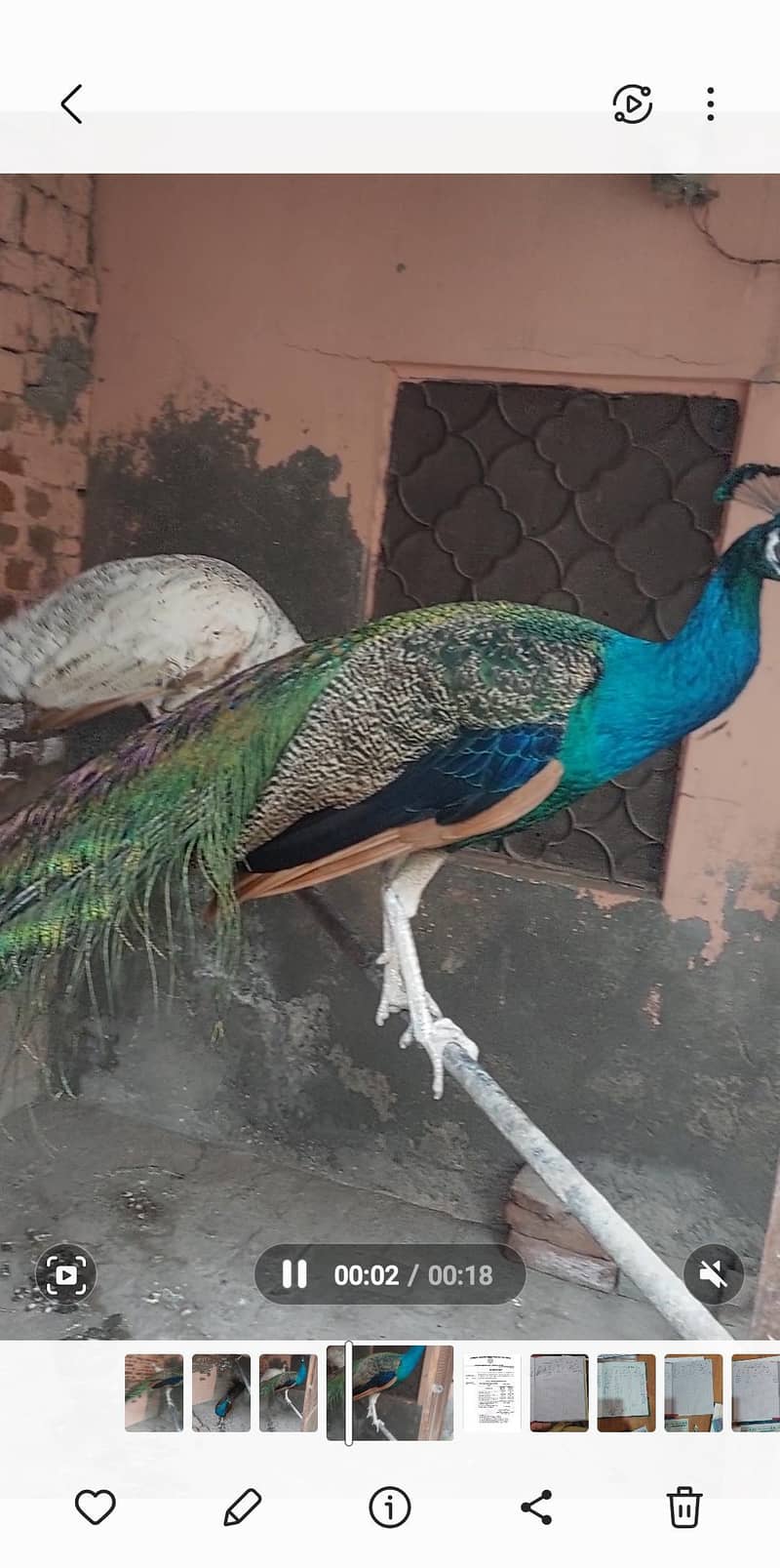 peacock 2