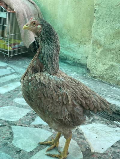 Aseel ND golden misri