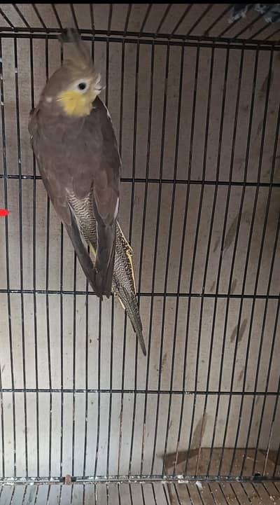 yellowcheek female cockatiel for sale
