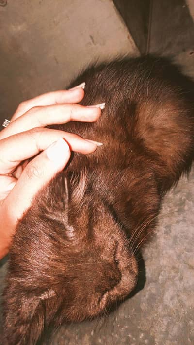 Persian cat Dubbed  coded for sale Rs/. . . (1500)