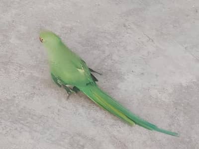 Raw Bolney wala Patriot