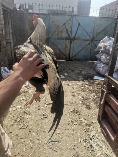 Aseel shamo cross with mian walii