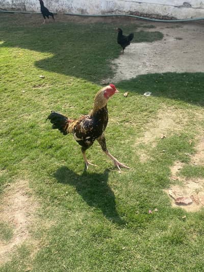 Aseel Murga For Sale