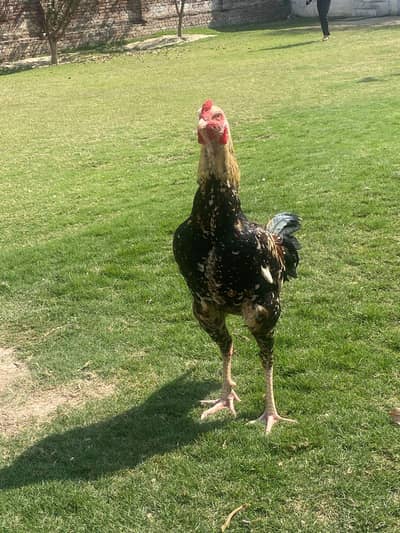 Aseel Murga For Sale