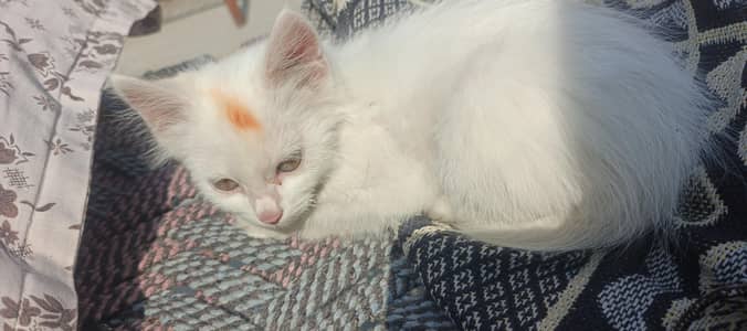 percian female cat available for sale