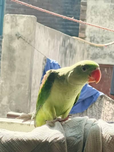 Raw parrot male for sale