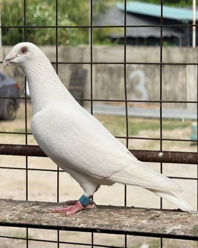 white raser pigeons