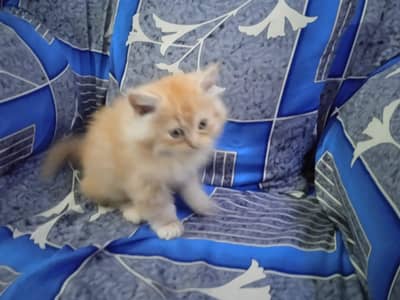 Persian Cats & Kittens for Sale may WhatsApp 03493839133