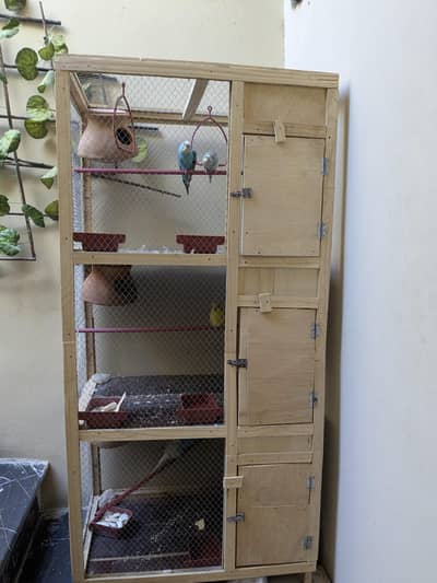 Australian parrots 3 pairs for sale with cage and all accessories