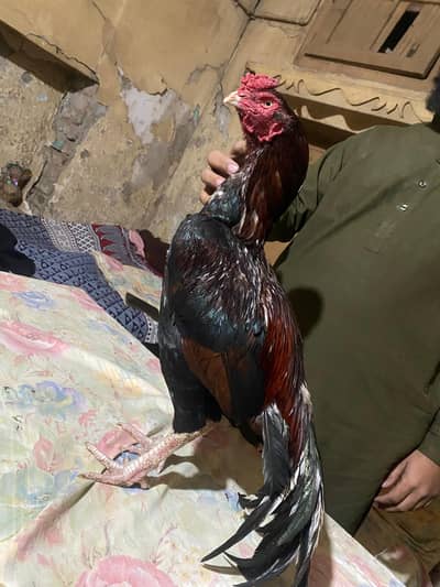 Pure Aseel murga + murgia