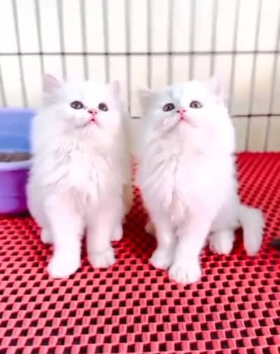 Persian Cats & Kittens for Sale may WhatsApp 03493839133
