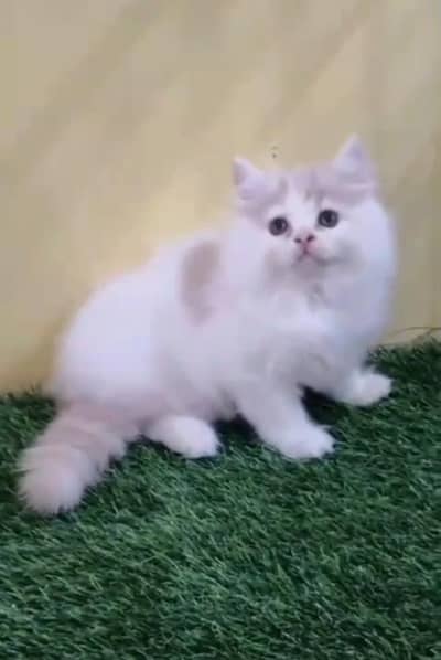 Persian Cats & Kittens for Sale may WhatsApp 03493839133