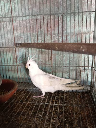 Single Spotted(Tame) & Heavy V Pied(Semi Tame) Cockatiels