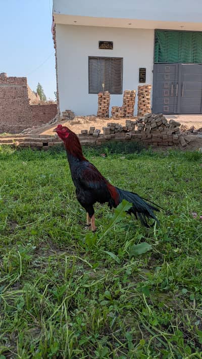 High quality lakha murga