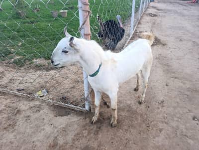 best breeder barbari goats male