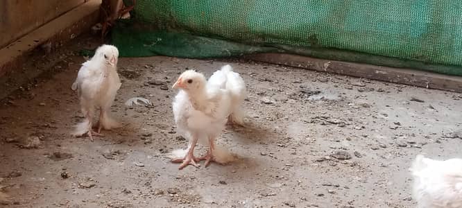 white heavy buff Cochin Chick