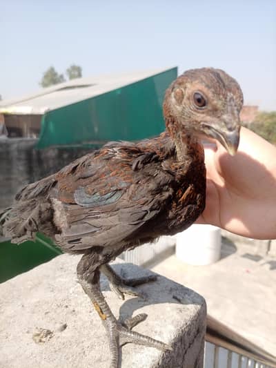 Imported Pure Dragon Aseel