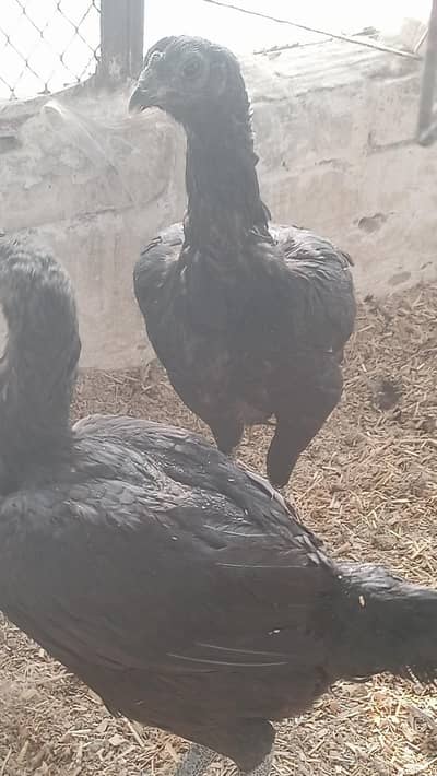 Full Black Dragon chicks