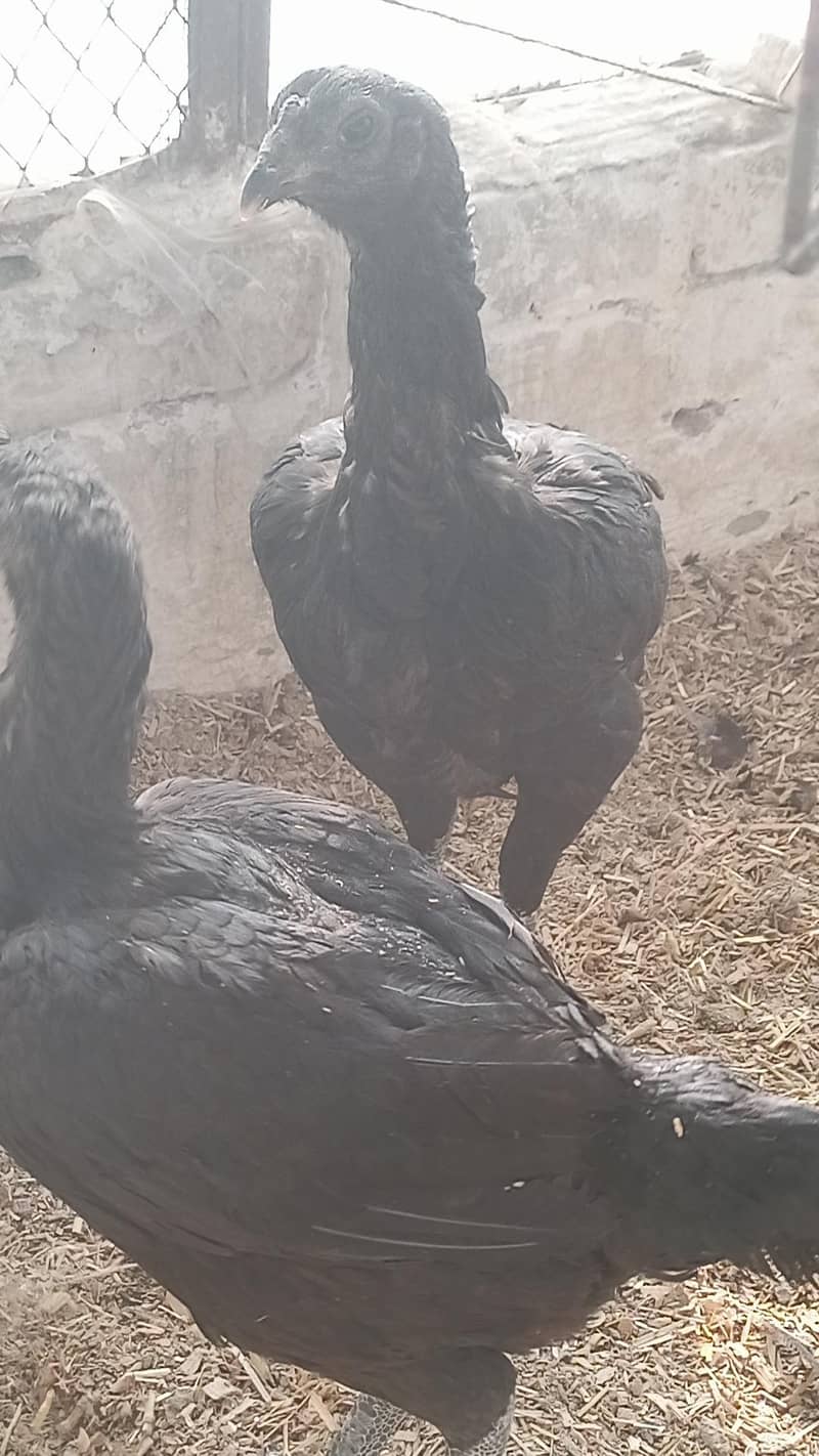 Full Black Dragon chicks 4
