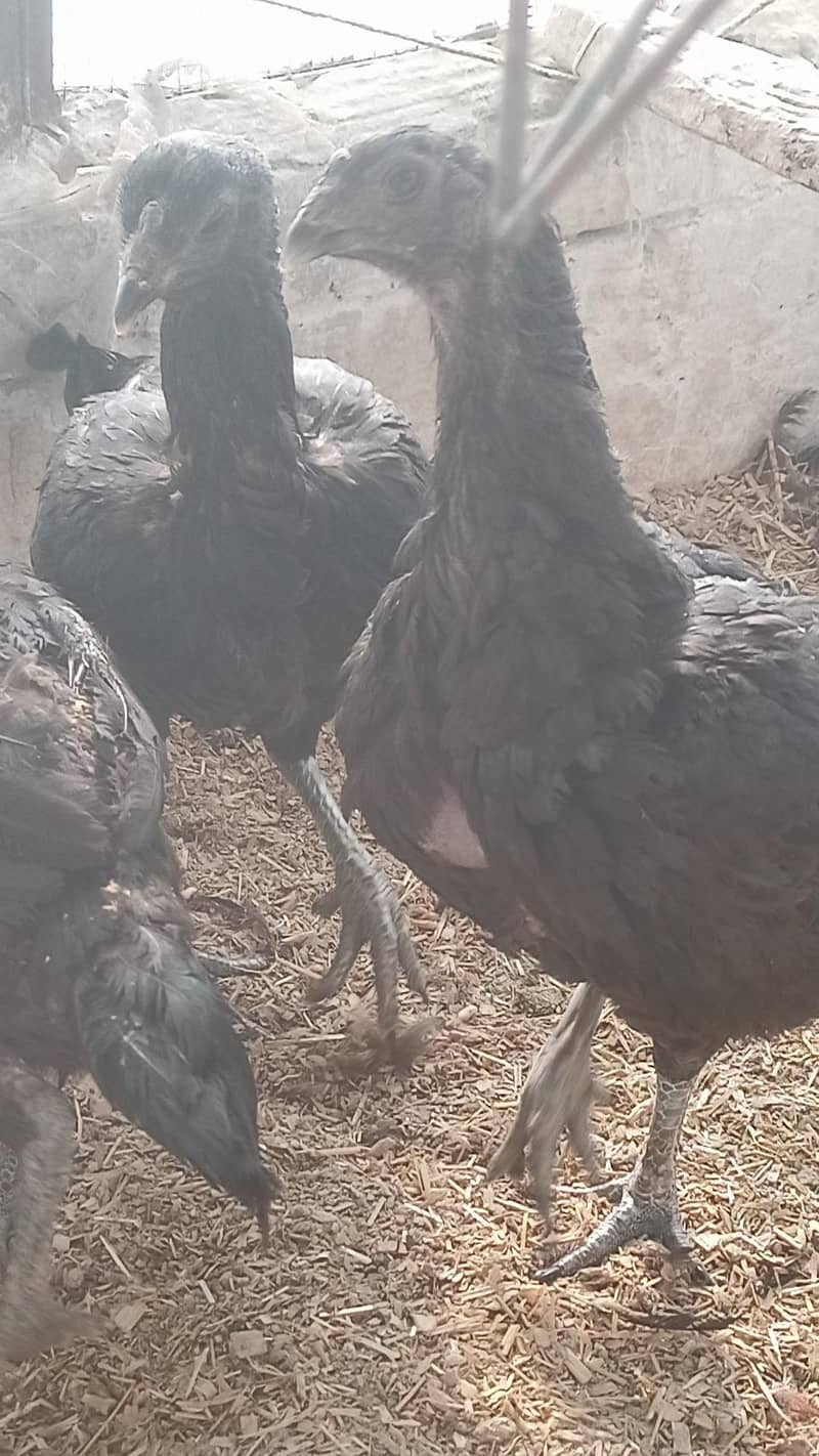 Full Black Dragon chicks 5